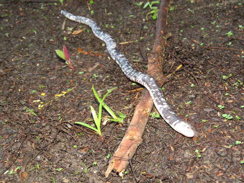 Image of Speckled Worm Lizard