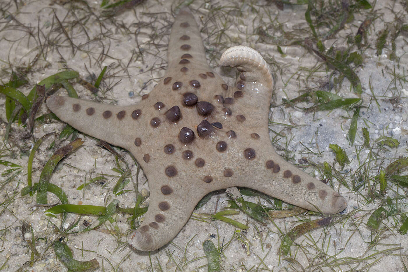 Слика од Protoreaster nodosus (Linnaeus 1758)