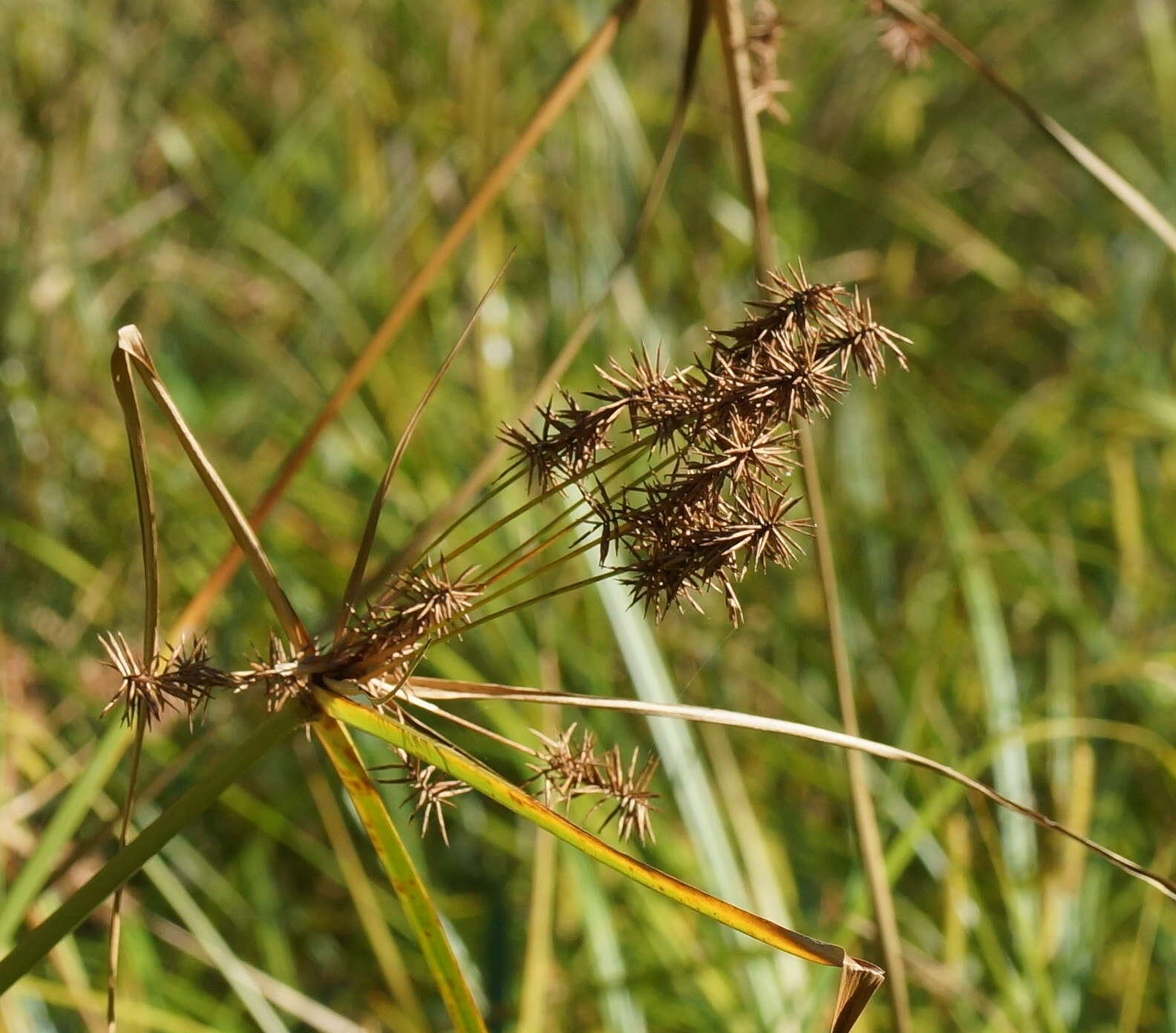 Слика од Cyperus lucidus R. Br.