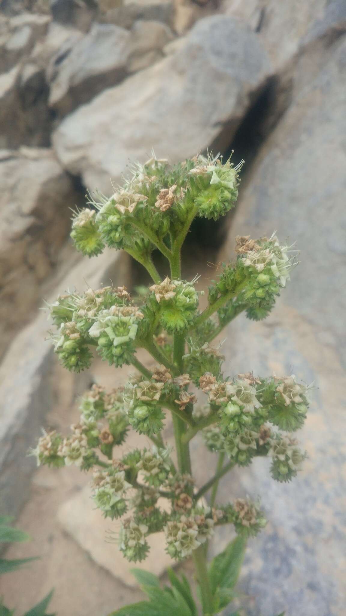 Image de Phacelia procera A. Gray