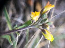 Image of Physaria arenosa (Richardson) O'Kane & Al-Shehbaz