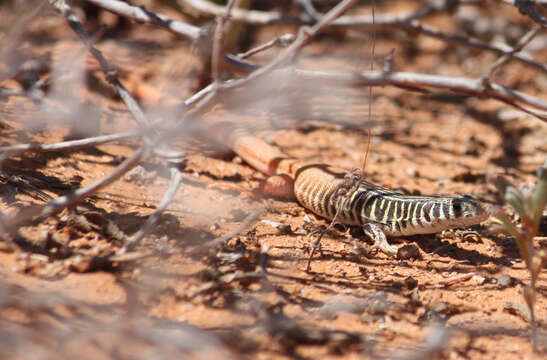 Nucras tessellata (Smith 1838)的圖片