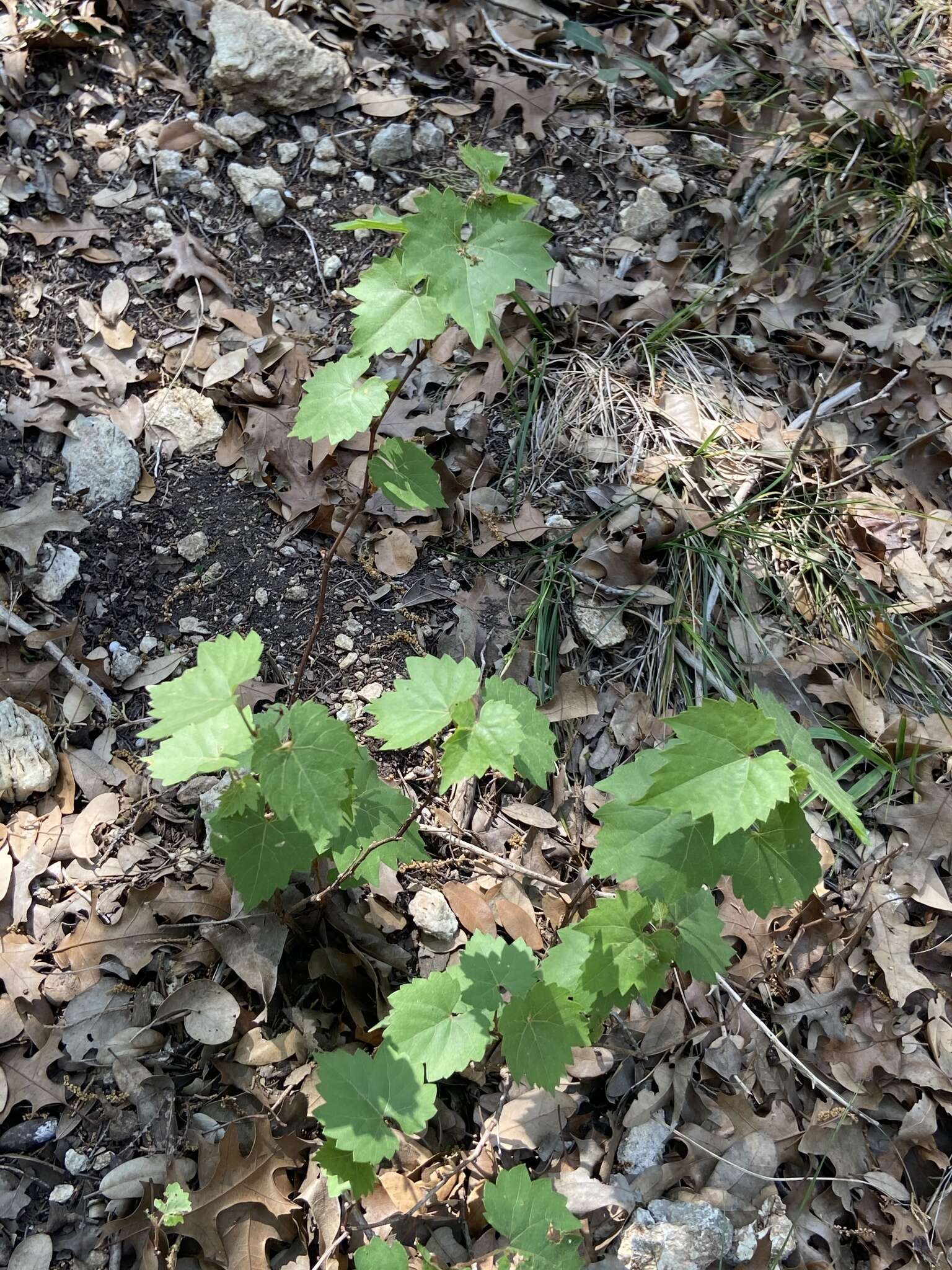 Sivun Vitis monticola Buckl. kuva