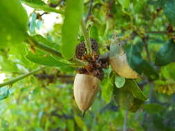 Image of Channel Island Scrub Oak