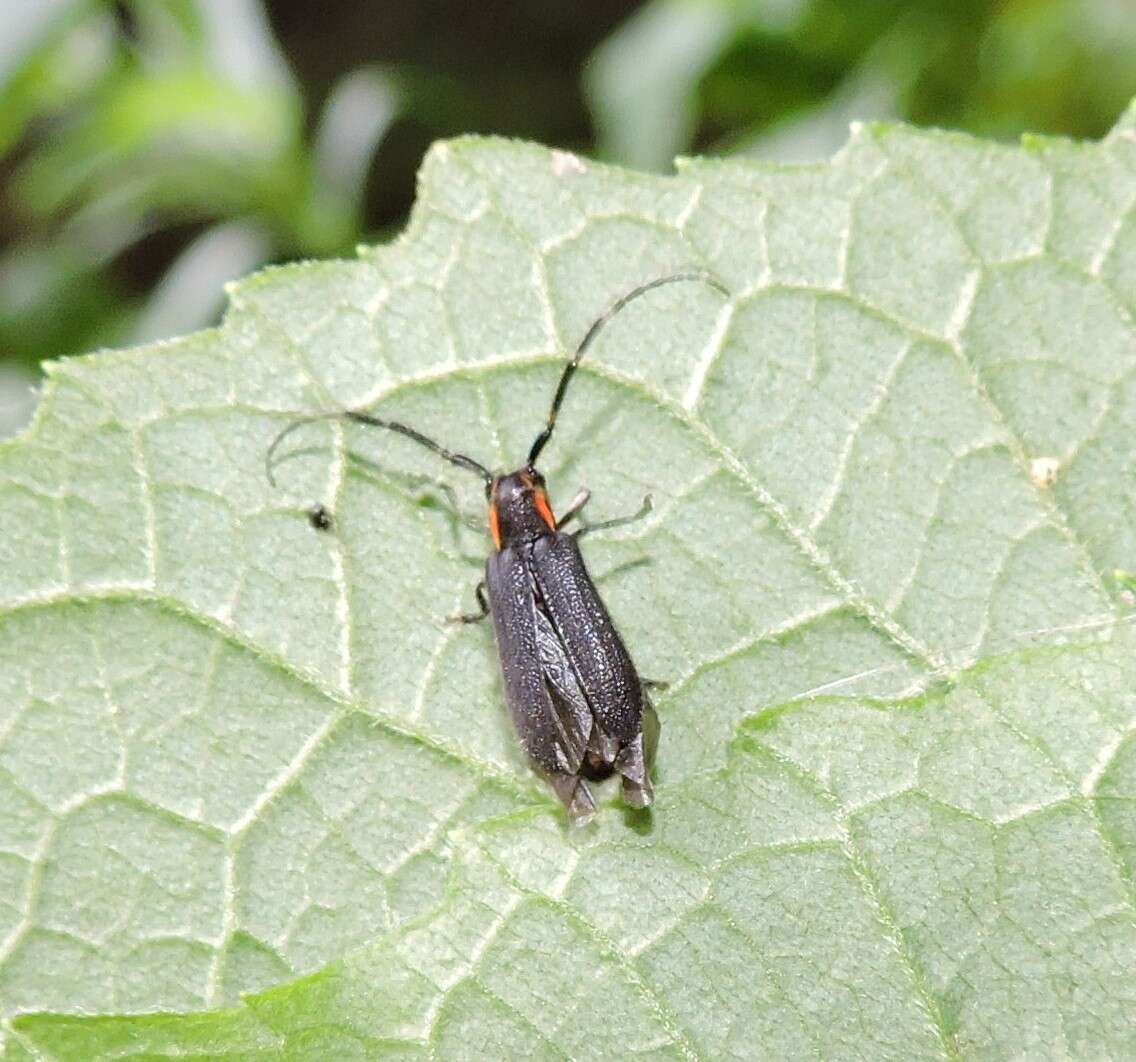 Image of Hemierana marginata ardens (Le Conte 1859)