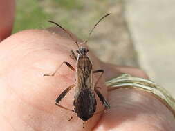 Image of Broad-headed bug