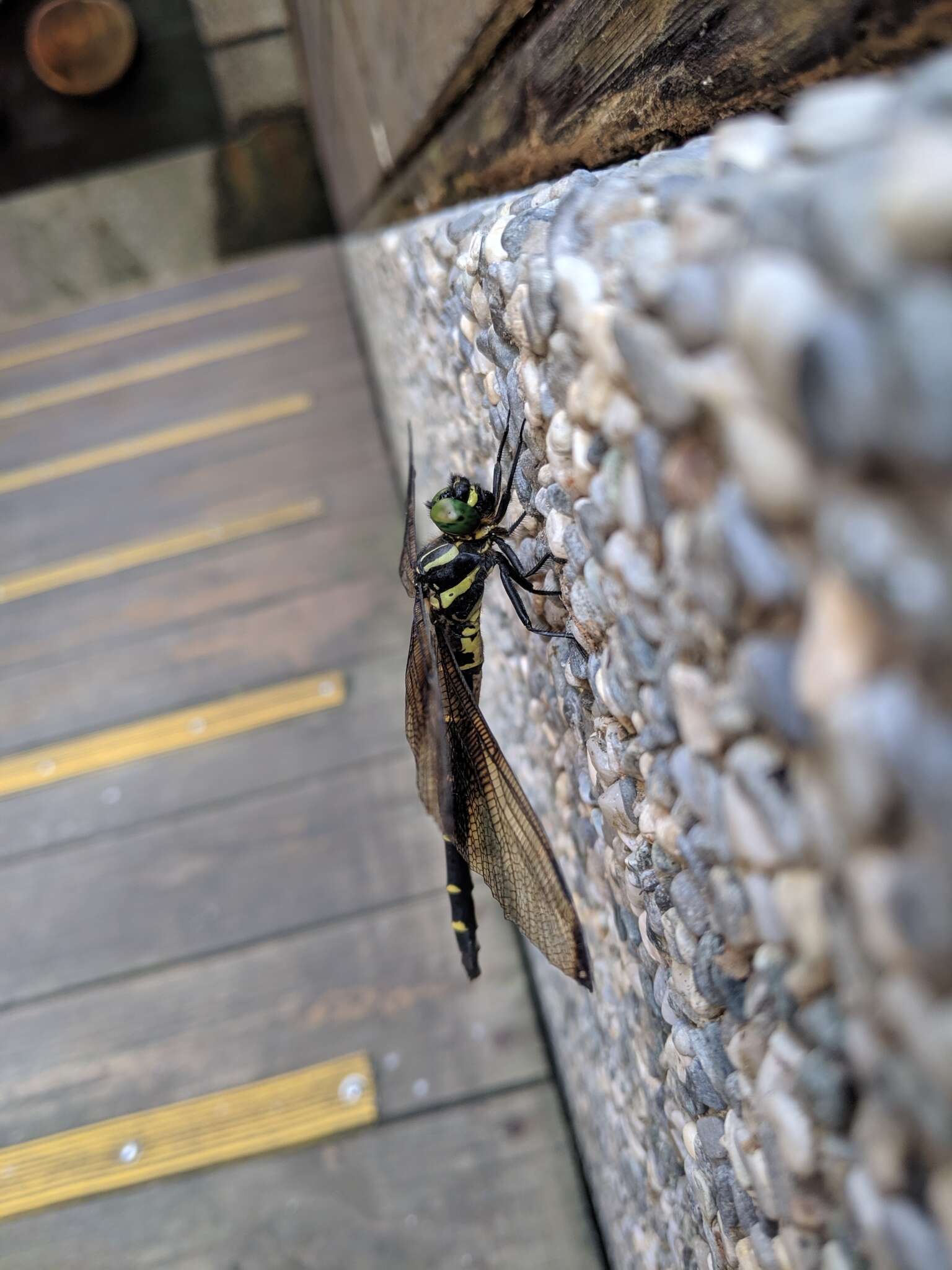 Plancia ëd Chlorogomphus risi Chen 1950