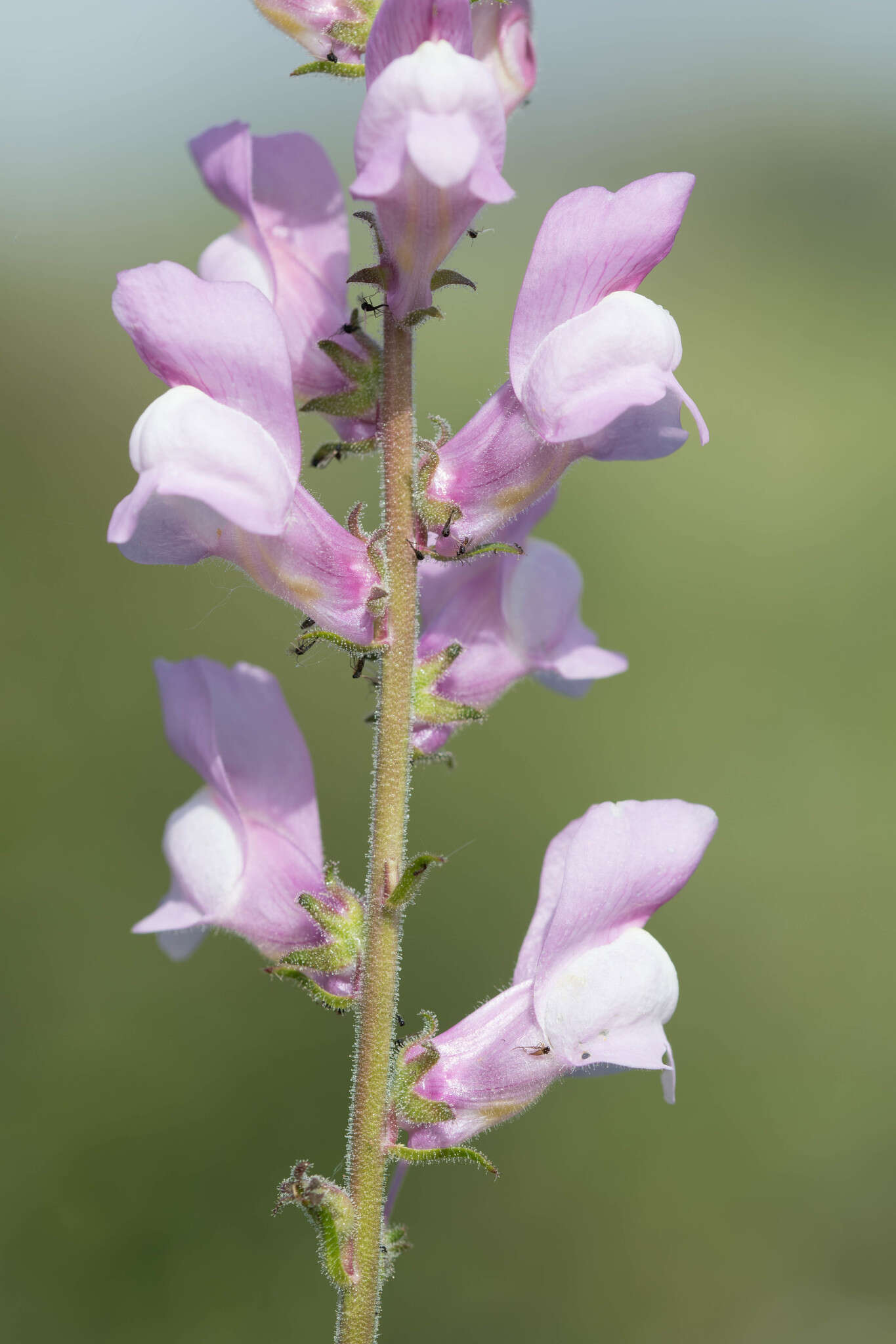 Image of Antirrhinum controversum Pau