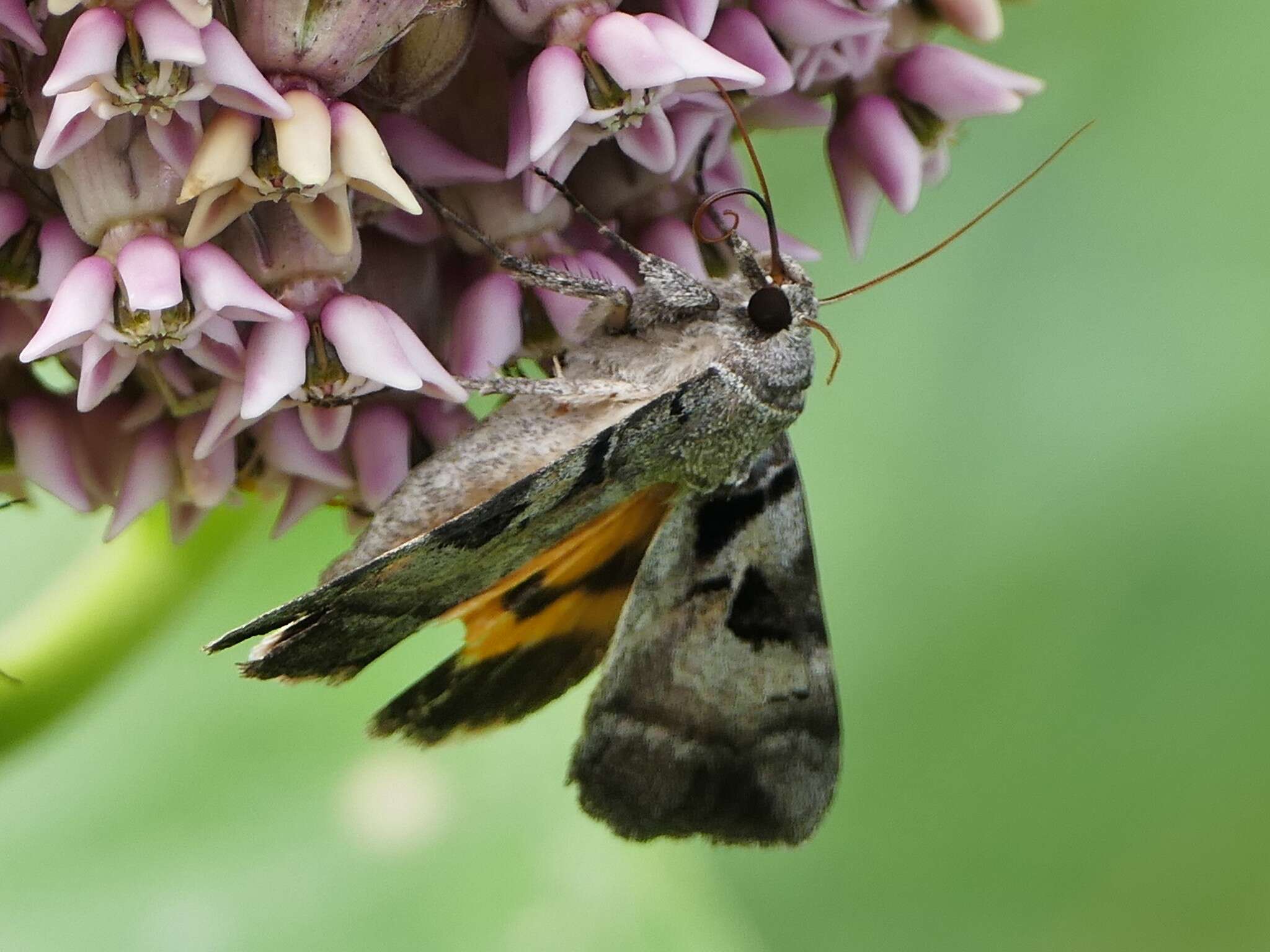 Image of Whitney's Underwing Moth