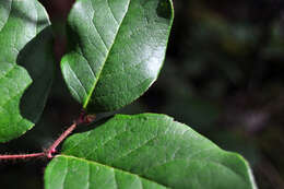 Image of salal