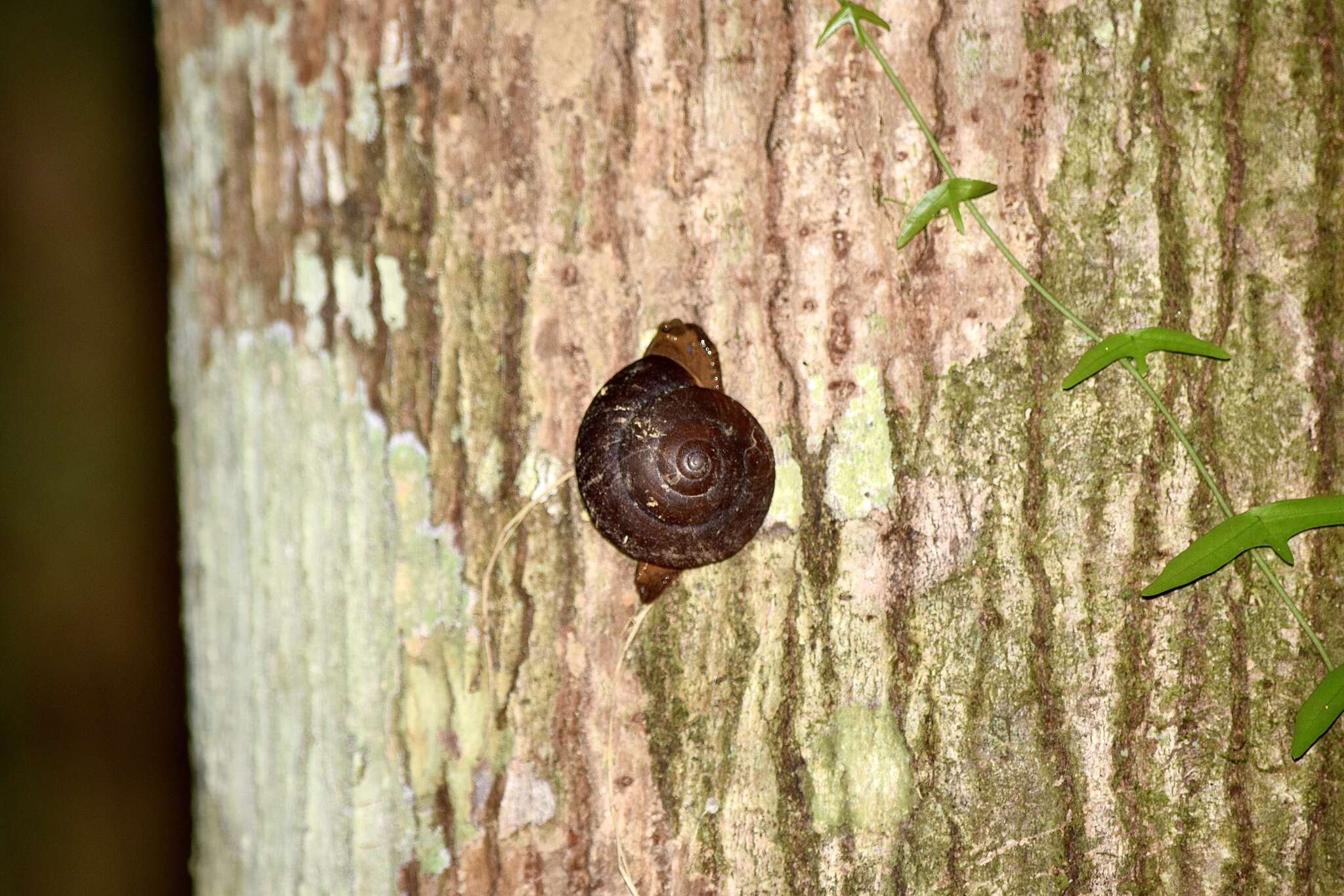 Image of Hemiplecta humphreysiana (I. Lea 1841)