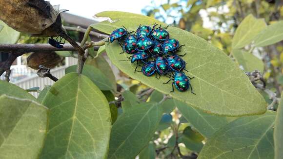 Image of cotton harlequin bug