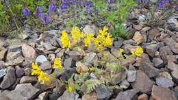 Image de Corydalis sibirica (L. fil.) Pers.