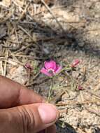 Image of Baja California ipomopsis