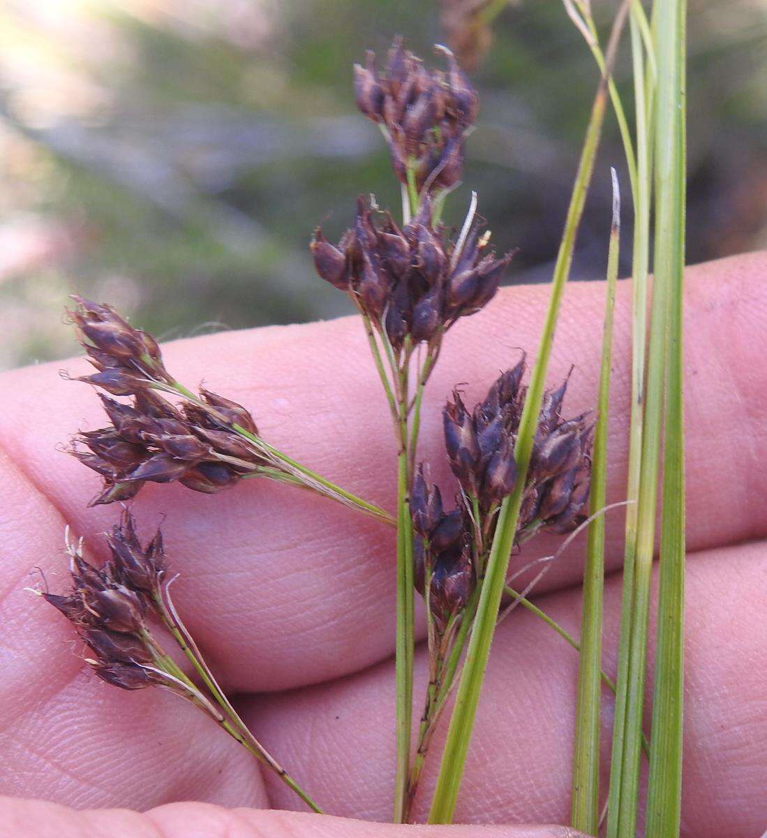 Image of Rhynchospora rugosa subsp. brownii (Roem. & Schult.) T. Koyama