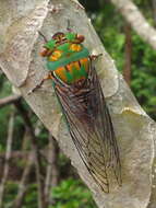 Image of Macrotristria sylvara (Distant 1901)