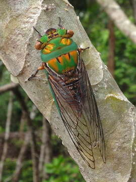 Image de Macrotristria sylvara (Distant 1901)