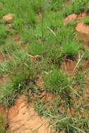 Aloe kniphofioides Baker resmi