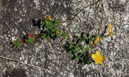 صورة Hypericum nummularioides Trautv.