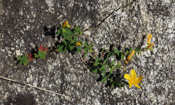 Image of Hypericum nummularioides Trautv.