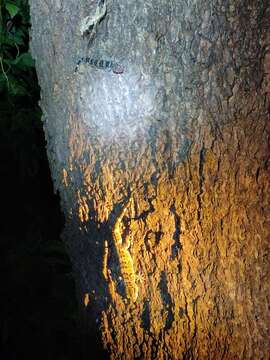 Image of Spotted Leaf-toed Gecko