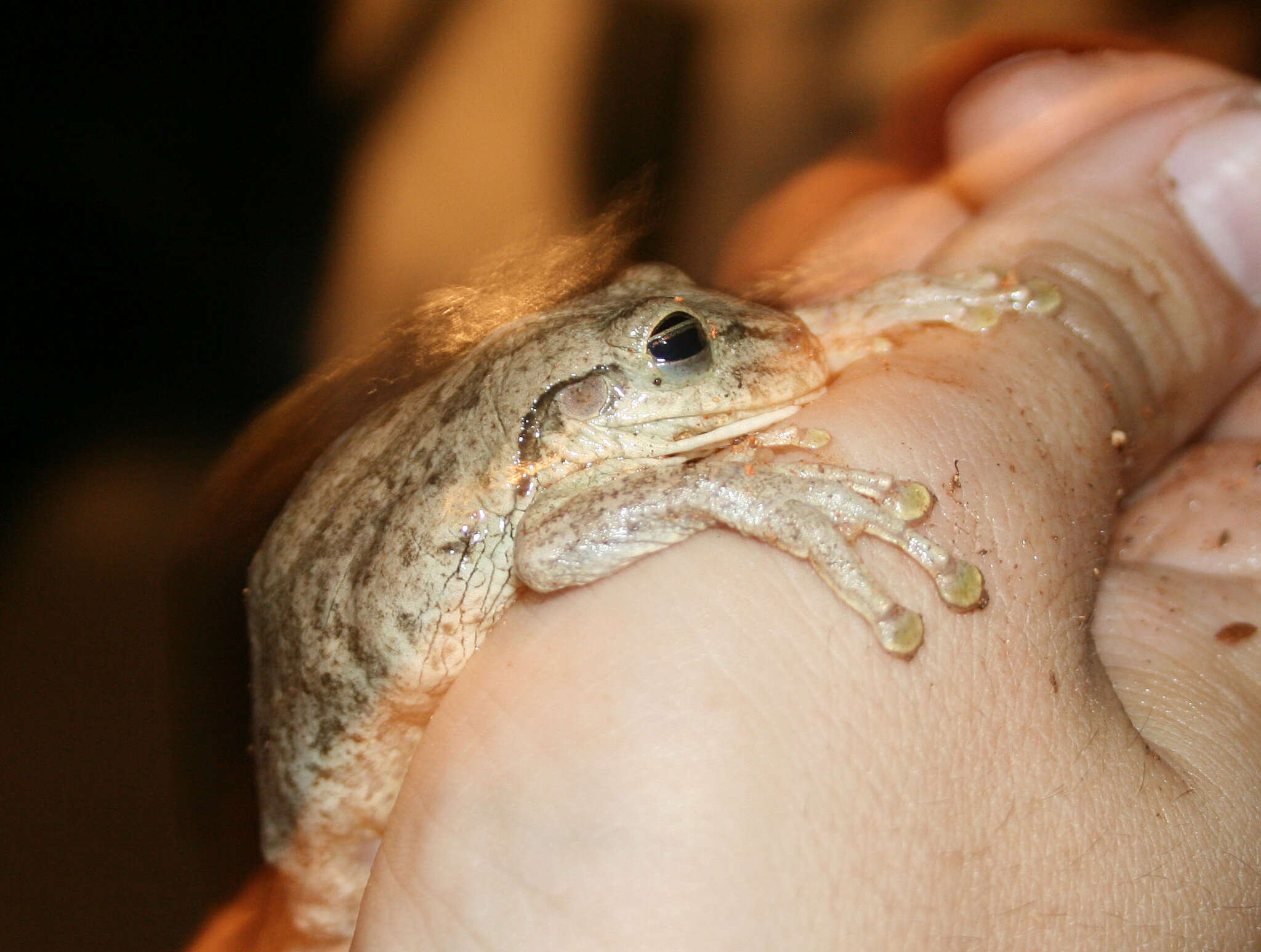 Image of Hispaniolan Common Treefrog