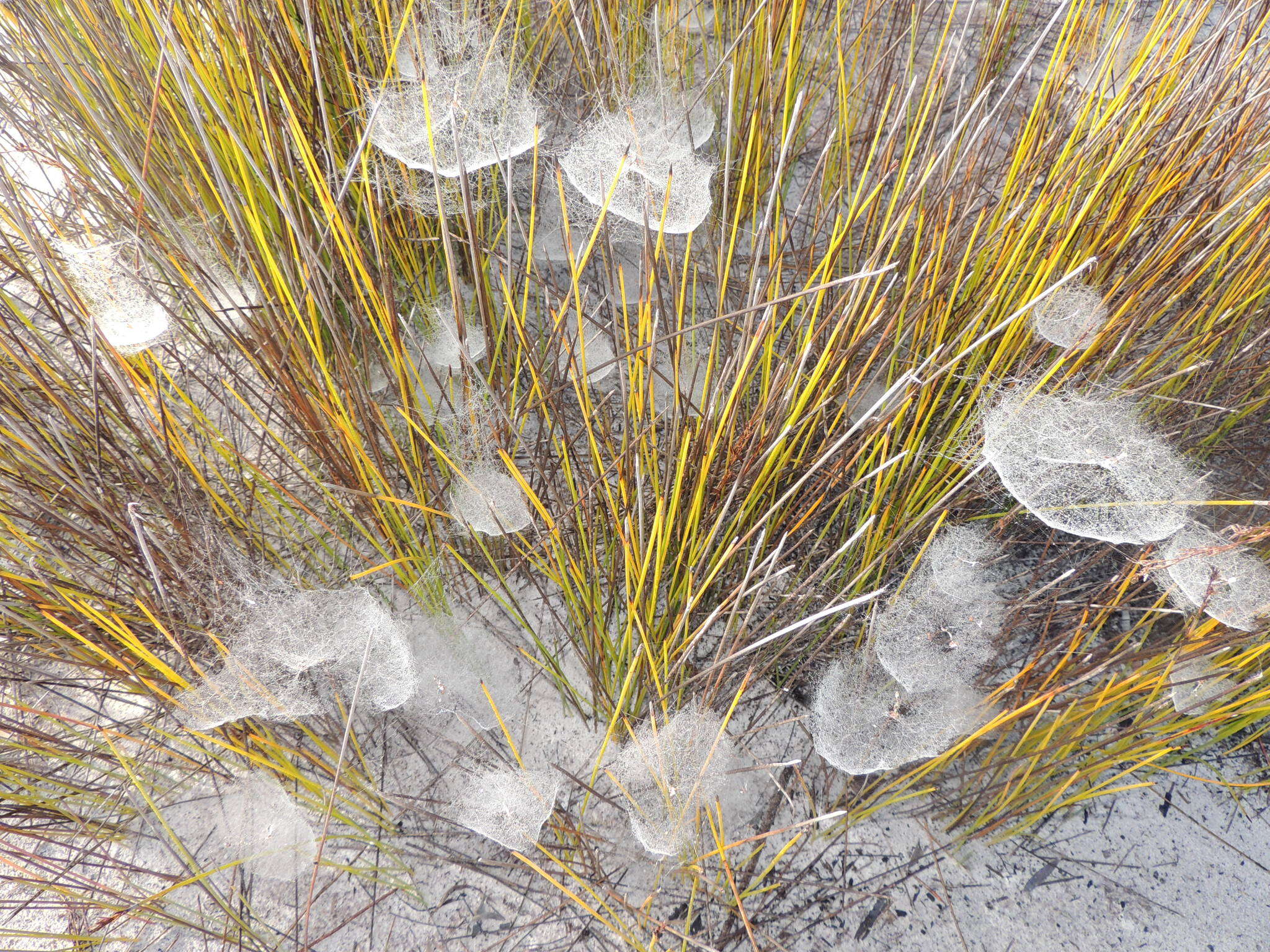 Image of Cyrtobill darwini Framenau & Scharff 2009