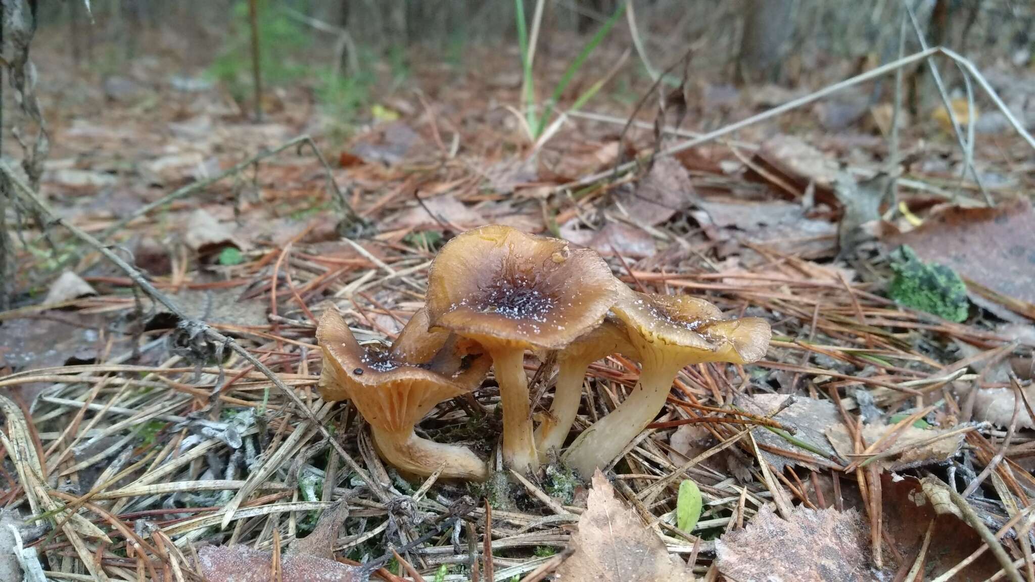 Слика од Hygrophorus hypothejus (Fr.) Fr. 1838