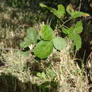 Sivun Searsia tenuinervis (Engl.) Moffett kuva