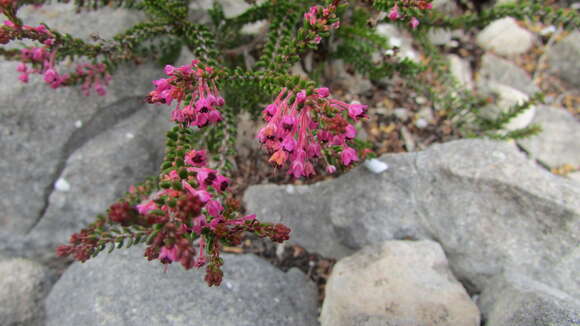 Image of Erica curtophylla Guthrie & Bolus