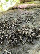 Image of hydrothyria lichen