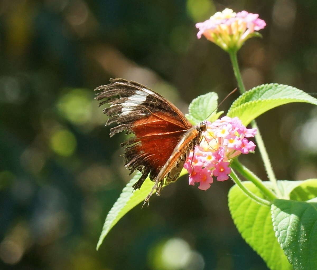 Cethosia cydippe Linnaeus 1763 resmi