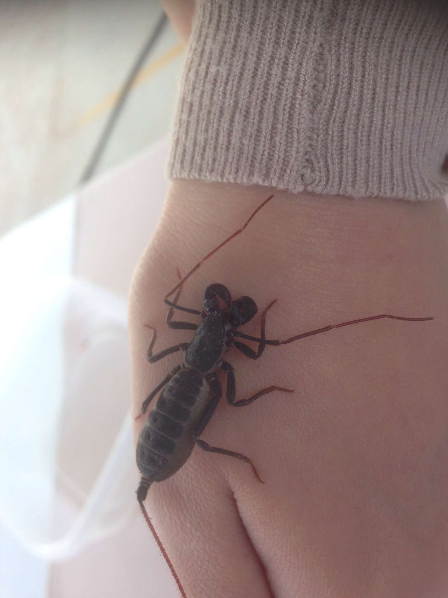 Image de Mastigoproctus vandevenderi Barrales-Alcalá, Francke & Prendini 2018