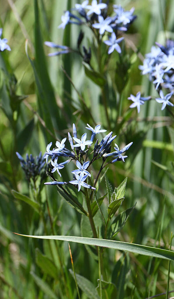 Image of Blue star