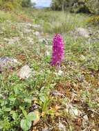 صورة Orchis bivonae Tod.