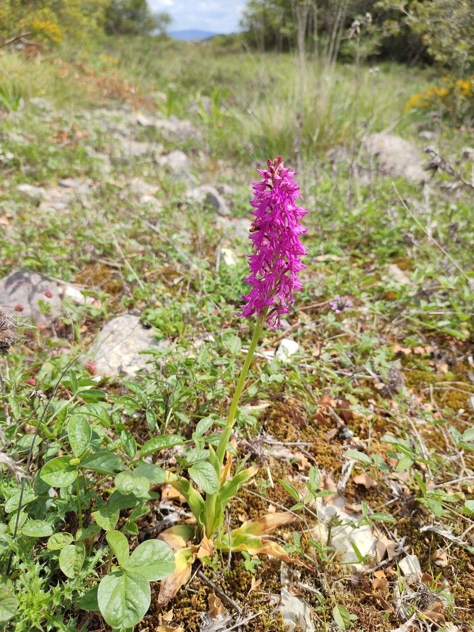 Image of Orchis bivonae Tod.