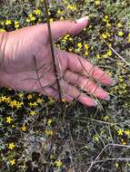 Image of butte desertparsley