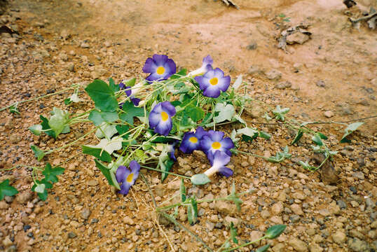 Image of Thunbergia chrysops Hook.