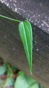 Image of Rubia linii J. M. Chao