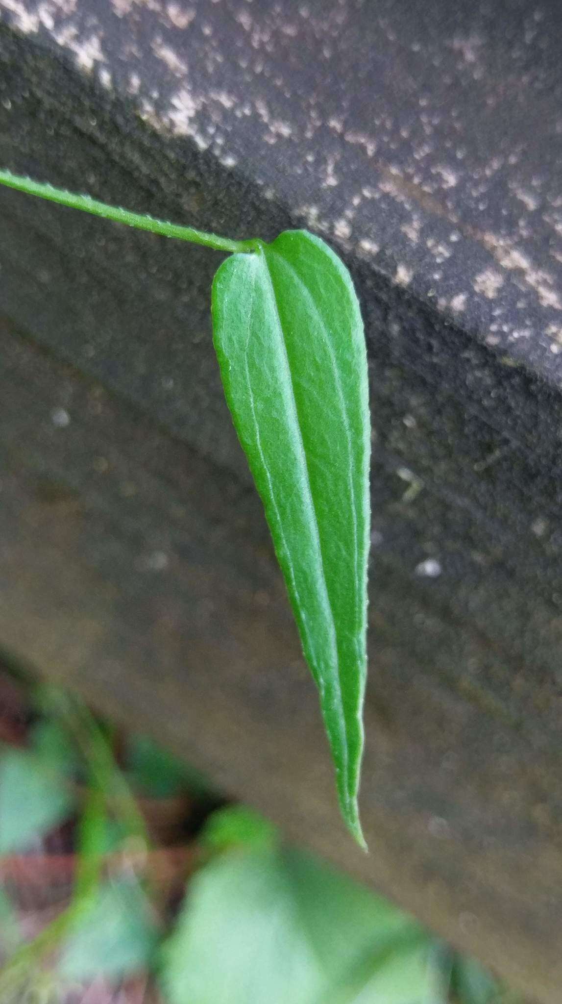 Image of Rubia linii J. M. Chao