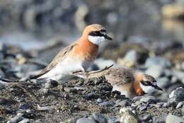 Image of Lesser Sand Plover