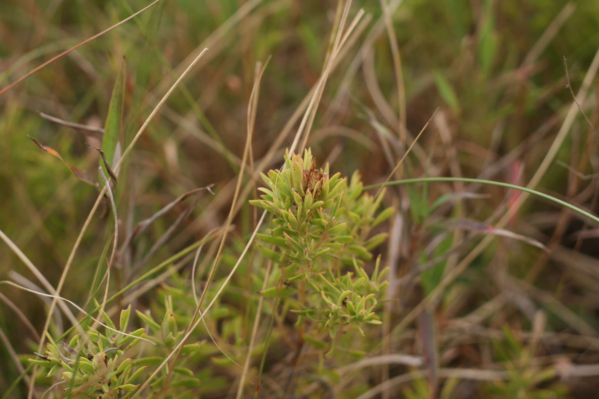 Image of Leucadendron spissifolium subsp. natalense (Thode & Gilg) I. Williams