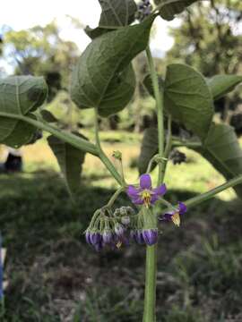 Image of Solanum corymbiflorum (Sendtn.) L. Bohs