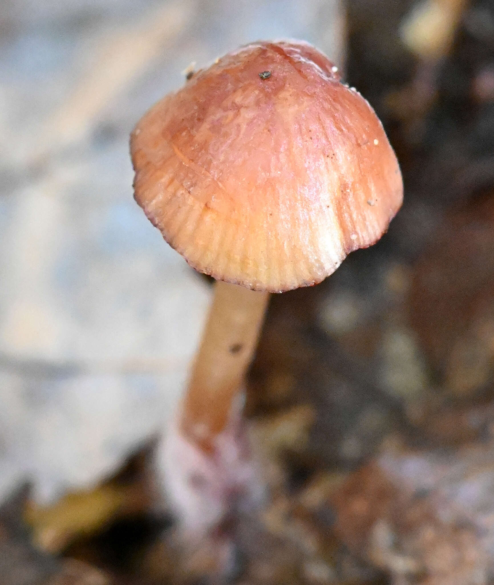 Plancia ëd Mycena atkinsoniana A. H. Sm. 1947