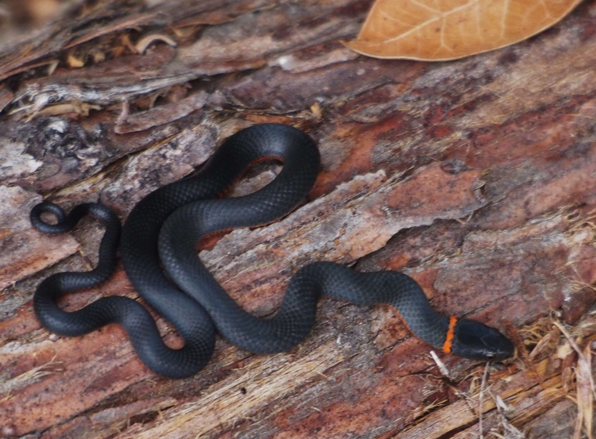 Image of Diadophis punctatus amabilis Baird & Girard 1853