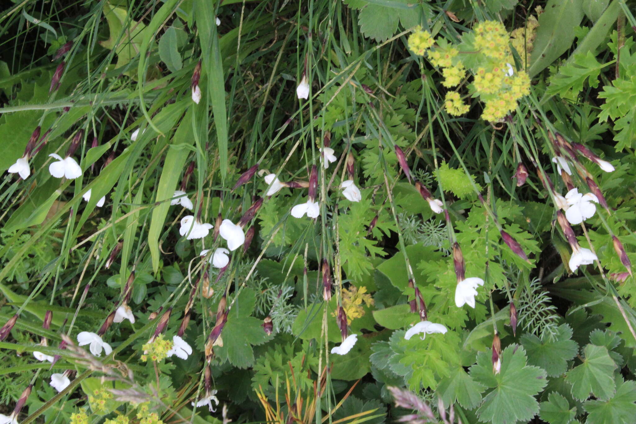 Слика од Dianthus cretaceus Adams