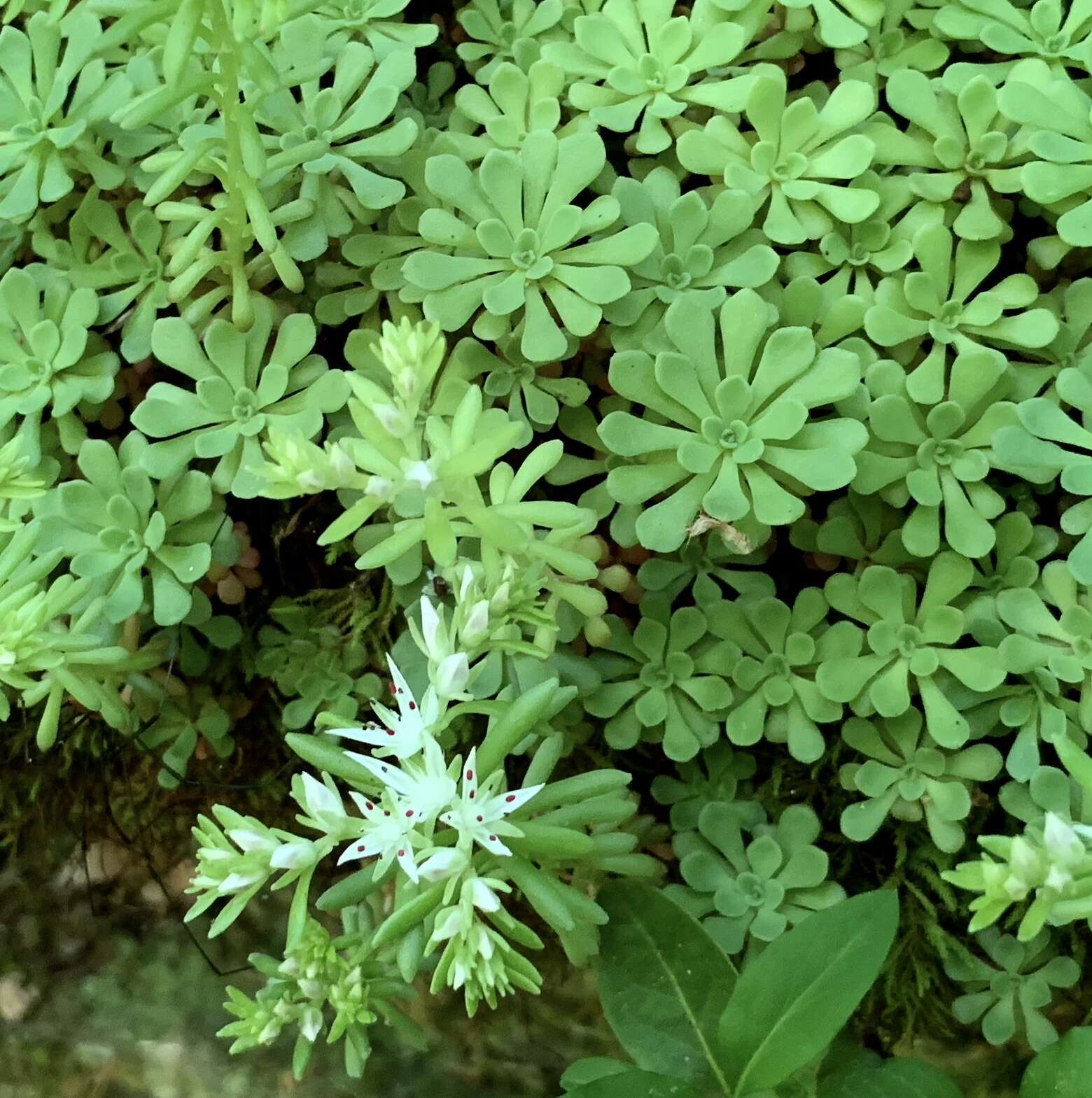 Image of cliff stonecrop