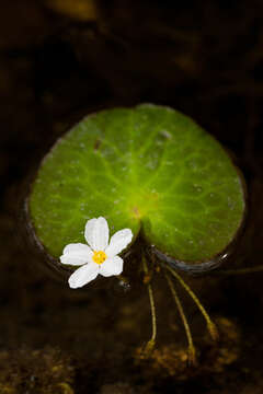 Слика од Nymphoides aquatica (J. F. Gmel.) Kuntze