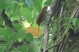 Image of Buff-throated Foliage-gleaner