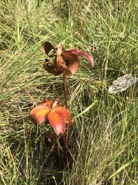 Image of Sarracenia purpurea subsp. venosa (Raf.) Wherry